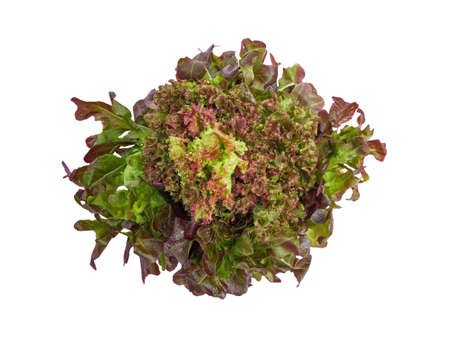 isolated red leaves salad lettuce vegetable with clipping path on white background a top view closeup texture of fresh hydroponic red oak salad leaf with water drops for healthy raw foodの写真素材