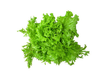 isolated green leaves salad lettuce vegetable with clipping path on white background a top view closeup texture of fresh hydroponic frill ice iceberg salad leaf with water drops for healthy foodの写真素材