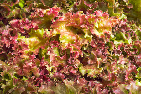 nature and food background of salad lettuce vegetable a select focus closeup texture of fresh hydroponic red oak and green salad leaves with water drops for healthy foodの写真素材