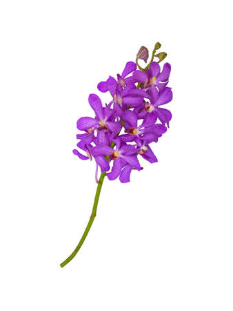 isolated purple orchid flowers with clipping path on white background a beautiful in nature of fresh vivid mokara orchids flower from tropical gardenの写真素材
