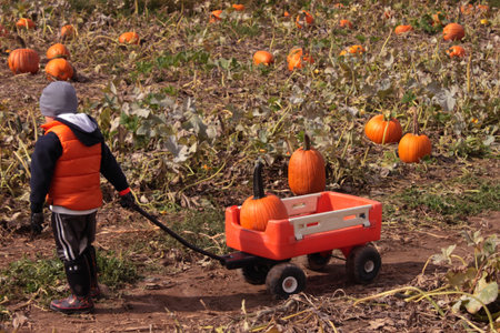 Child picking pumpkins in field