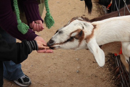 Mother and child feeding farm animal