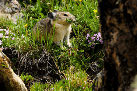 A small pika grazing on spring flowersの写真素材
