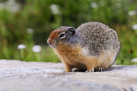 A columbian ground squirrel posing for the cameraの写真素材
