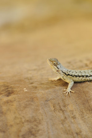 A Desert Spiny Lizard on a sandstone rock