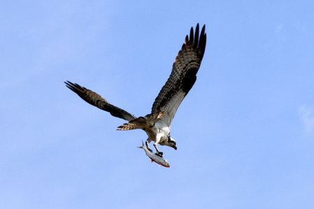 Osprey with a fish he caughtの写真素材