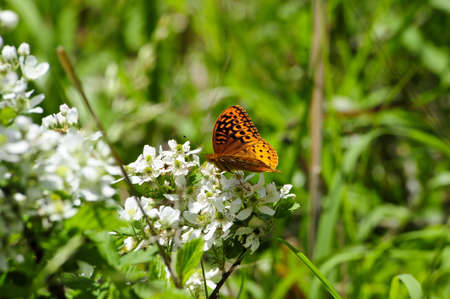 Orange and Black Butterfly enjoying a spring day on a flowerの写真素材