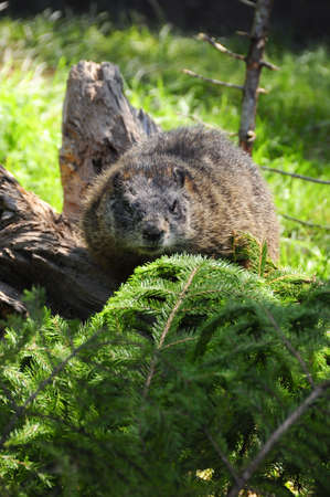 Marmot hiding behind a small pine treeの写真素材