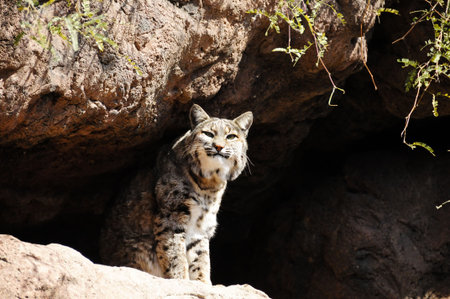 A bobcat sitting in the sun with a smile