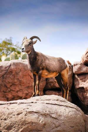 A female, ewe, desert big horn sheepの写真素材