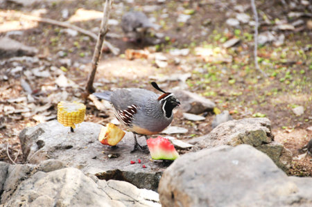 A gambels Quail eating a piece of watermelon