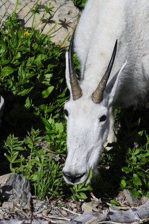 Mountain Goat grazing on new spring vegetation.