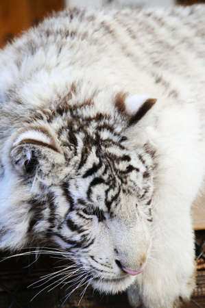 White Tiger cub getting ready for a napの写真素材