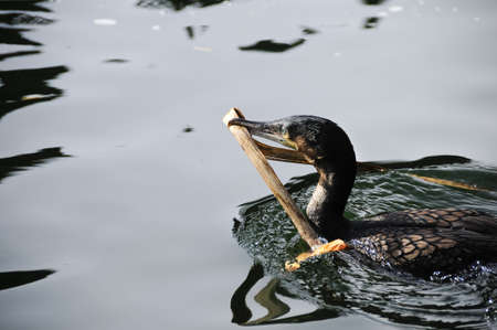 A white breasted cormorant swimming with nesting materialの写真素材