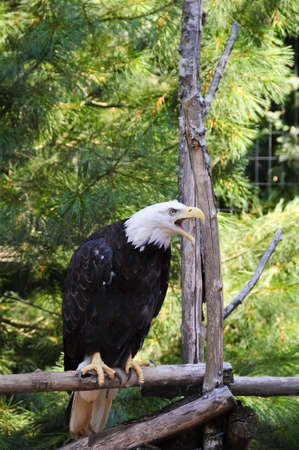 American bald eagle in captivityの写真素材