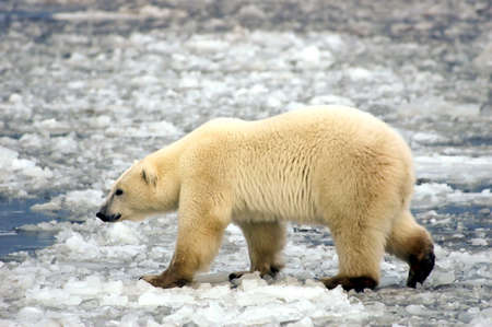 A large polar bear walking on the iceの写真素材