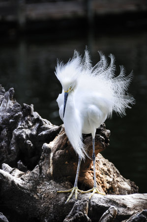 A snowy egret with feathers blowing in the wind