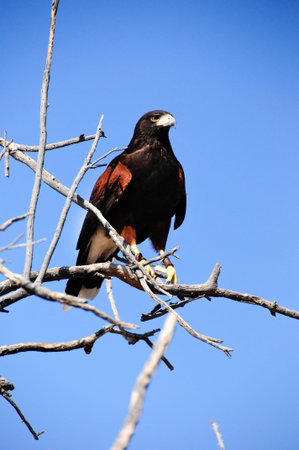 Harris hawk perched on a tree limbの写真素材