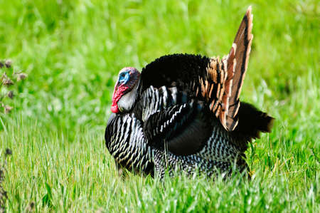 A male Wild Turkey displaying his tailの写真素材