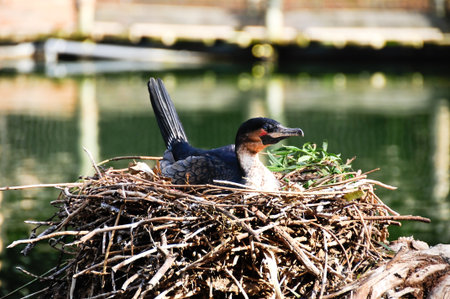 A white breasted cormorant sitting on a nestの写真素材