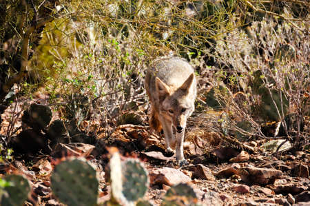 A coyote walking in the desert thru the cactusの写真素材