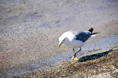A california gull having a lunch of alkali flies.の写真素材