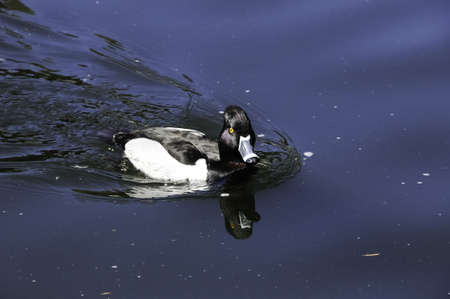 A small ring necked duck swimming in a pondの写真素材