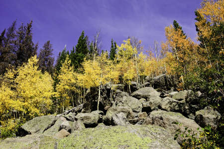 Aspens turning colors in Rocky Mountain National Parkの写真素材