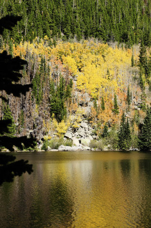 Golden Aspens in fall reflecting in lake, rocky mountain national park