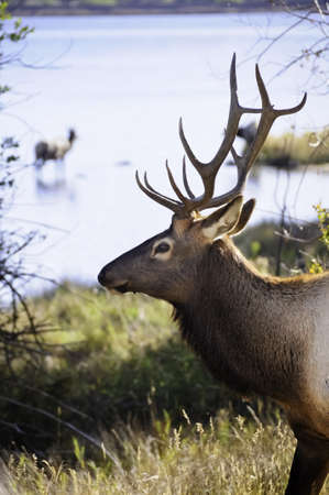 A closeup of a bull elk with a female standing in a pond of waterの写真素材