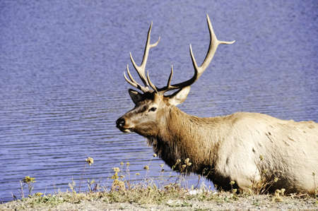 A closeup of a bull elk standing next to a lakeの写真素材