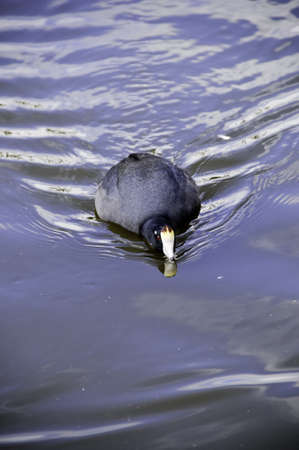 A mud hen swimming in a pondの写真素材