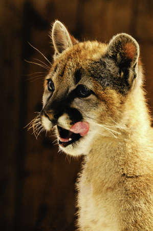 A young mountain lion licking his faceの写真素材