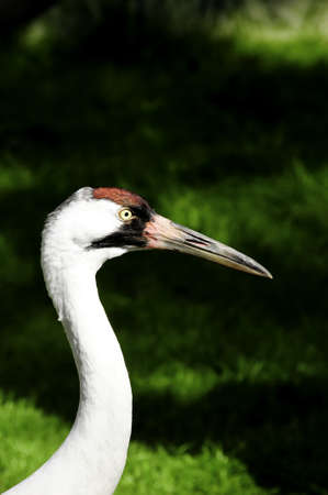 A closeup head shot of a whooping craneの写真素材