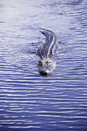 A american alligator swimming in a pond at Everglades National Parkの写真素材