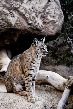 A bobcat sitting on a rock ledgeの写真素材