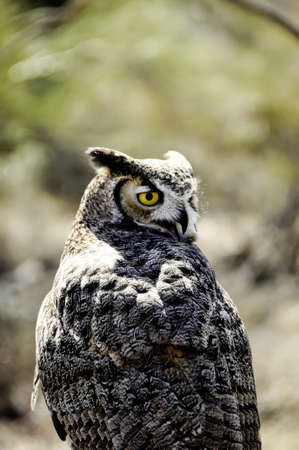 Closeup of a Great Horned Owl with beak openの写真素材