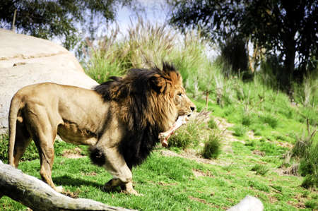 A male lion carrying a large boneの写真素材