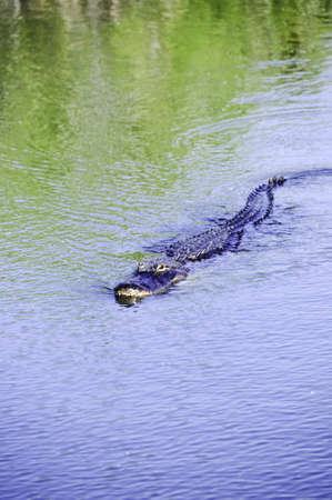 An american alligator swimming in a pond at Everglades National Parkの写真素材
