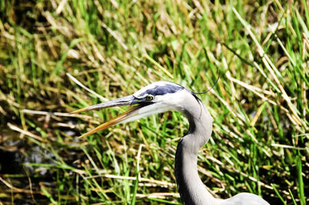 Close up of a blue heron in wetlandsの写真素材