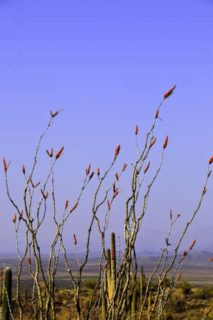 An ocotillo plant blooming in the desertの写真素材