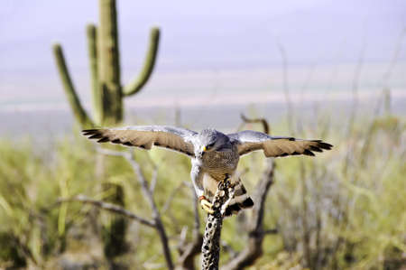 A grey hawk with his wings spread perched on a dead cactusの写真素材