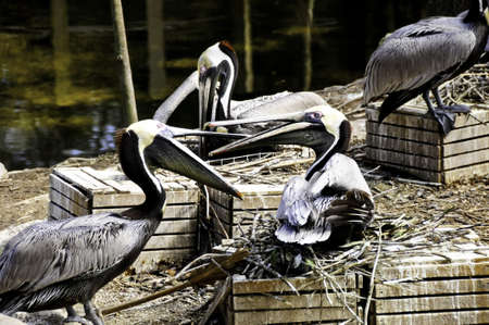 Several brown pelicans nesting in boxesの写真素材