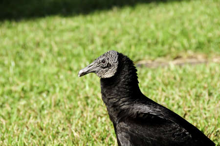 A portrait of a black vultureの写真素材