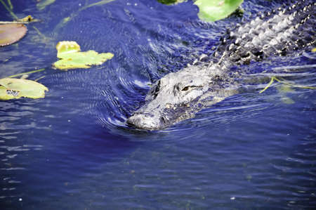 A american alligator swimming next to lily padsの写真素材