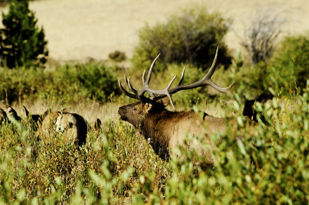 A bull elk in the tall grassの写真素材