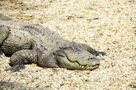 An american alligator laying in the rocks with green teethの写真素材