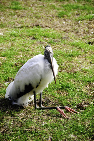 A wood stork sitting with his legs in front.