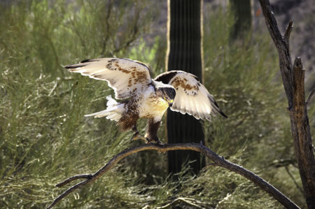 A cartilaginous hawk landing on a branchの写真素材
