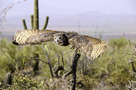 A great horned owl in flight over the desert showing wing motionの写真素材